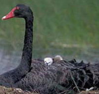 French Island Marine National Park - Accommodation ACT
