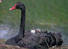 French Island Marine National Park - Accommodation ACT 0