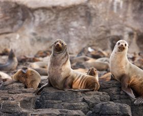 Phillip Island Nature Parks - Accommodation ACT 1