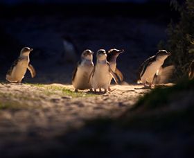 Phillip Island Nature Parks - Accommodation ACT 0