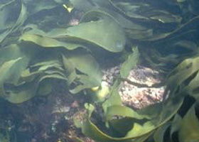 Churchill Island Marine National Park - Accommodation ACT 0