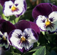 Newtown Park State Rose Garden - Accommodation ACT