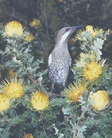 Dryandra Woodland - Accommodation ACT 1