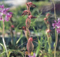 Carnamah-Eneabba Wildflower Drive - Accommodation ACT