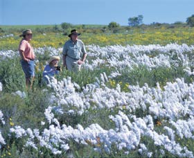 Carnamah-Eneabba Wildflower Drive - Accommodation ACT 2