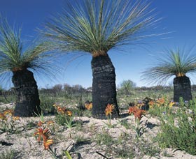 Carnamah-Eneabba Wildflower Drive - Accommodation ACT 3