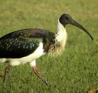 Toowoomba Water Bird Habitat - Accommodation ACT