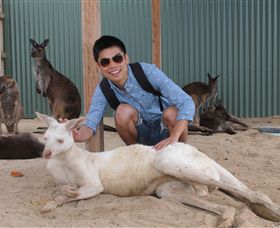 Maru Koala And Animal Park - Accommodation ACT 2