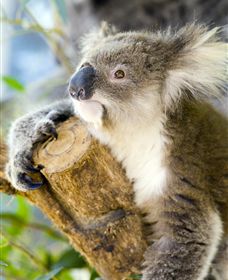 Maru Koala And Animal Park - Accommodation ACT 1