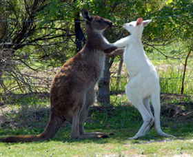 Maru Koala And Animal Park - Accommodation ACT 5