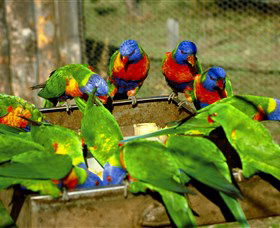 Canberra Walk In Aviary - Accommodation ACT 1