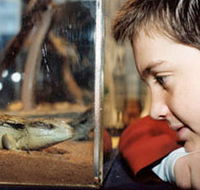 Canberra Reptile Zoo - Accommodation ACT