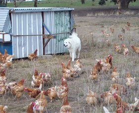 Northside Farmers Market - Accommodation ACT 1