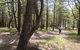 The National Arboretum Canberra - thumb 3