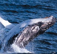 Sydney Eco Whale Watching - Accommodation ACT