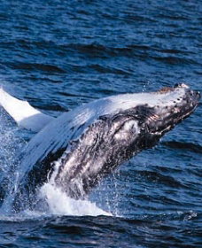 Sydney Eco Whale Watching - Accommodation ACT 0