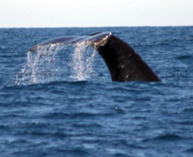 Sydney Eco Whale Watching - Accommodation ACT 1