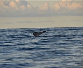 Sydney Eco Whale Watching - Accommodation ACT 2