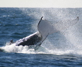 Sydney Eco Whale Watching - Accommodation ACT 3