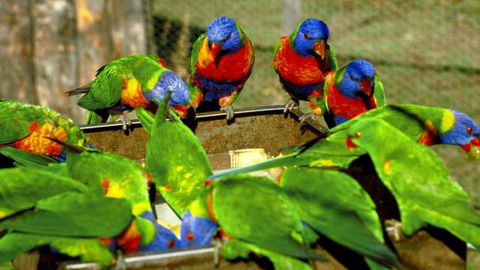 Canberra Walk In Aviary - Accommodation ACT 4