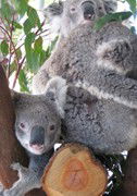 Cohunu Koala Park - Accommodation ACT 1
