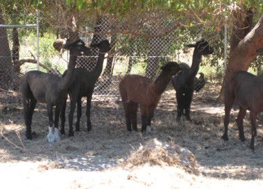 Cohunu Koala Park - Accommodation ACT 2