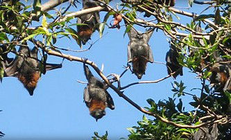 Blackbutt Reserve - Accommodation ACT 1