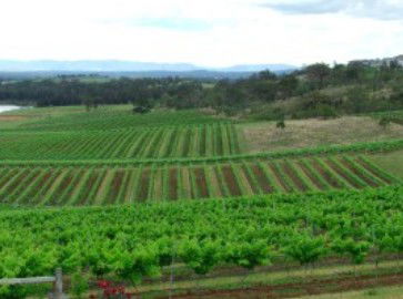 Hunter Vineyard Tours - Accommodation ACT 2
