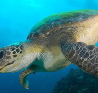 Byron Bay Dive Centre - Accommodation ACT