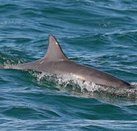 Byron Bay Dolphin Wildlife Tours - Accommodation ACT