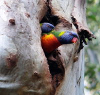 Cumberland State Forest - Accommodation ACT