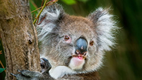 Brisbane Water National Park - Accommodation ACT 2