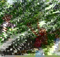 Forest Range Cherries - Accommodation ACT