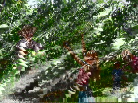 Forest Range Cherries - Accommodation ACT 0