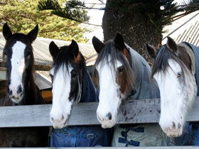 Victor Harbor Horse Drawn Tramway - Accommodation ACT 0