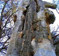 Junction Island Nature Reserve Canoe Tree and Walking Track - Accommodation ACT