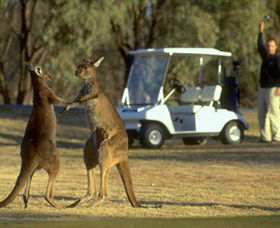 Coomealla Golf Club - Accommodation ACT 2