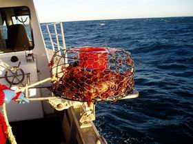 Lacepede Seafood - Accommodation ACT 1