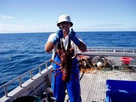 Lacepede Seafood - Accommodation ACT 2