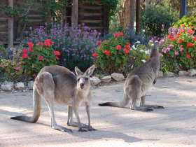 The Pioneer Settlement - Accommodation ACT 5
