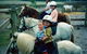 Limestone Coast Horseriding - thumb 1