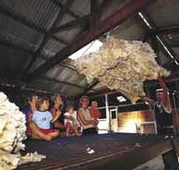 Shear Outback the Australian Shearers Hall of Fame - Accommodation ACT