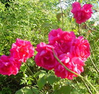 Bishop's Lodge Historic House and Heritage Rose Garden - Accommodation ACT