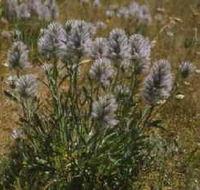 Terrick Terrick National Park - Accommodation ACT