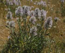 Terrick Terrick National Park - Accommodation ACT 0