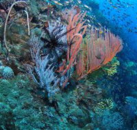 SS Yongala Dive Site - Accommodation ACT