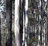 Kooyoora State Park - Accommodation ACT