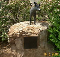 Dingo Statue - Accommodation ACT