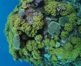 Keeper Reef Dive Site - Accommodation ACT 0
