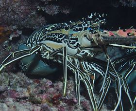 Keeper Reef Dive Site - Accommodation ACT 2